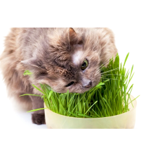 Markapet Doğal Kedi Çimi (Tüy Yumağı Önleyici) 100 gr Standart