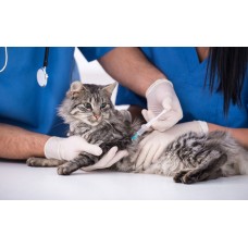 CLOTEID KEDİ VE KÖPEK TETANOZ AŞISI